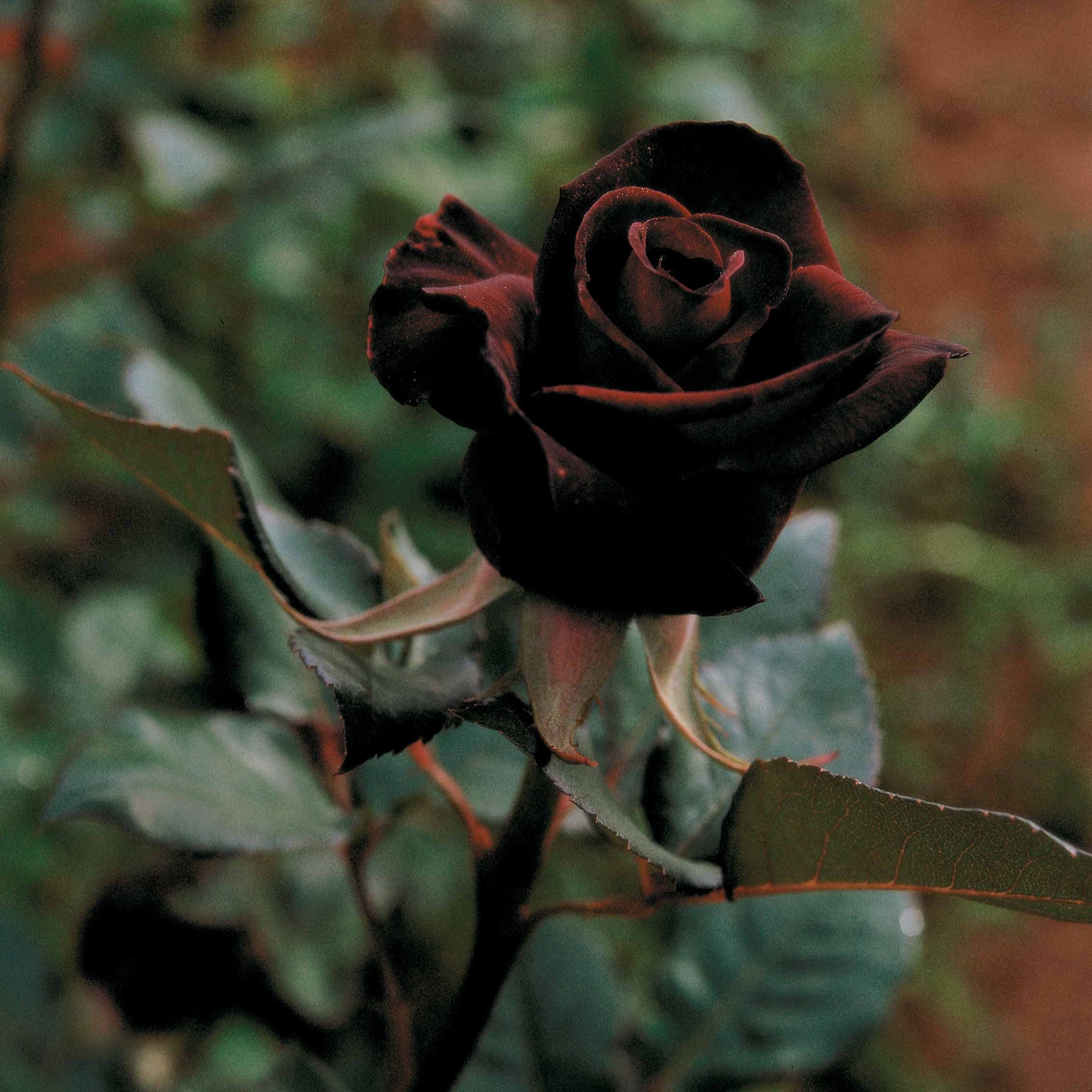 Miniature 3