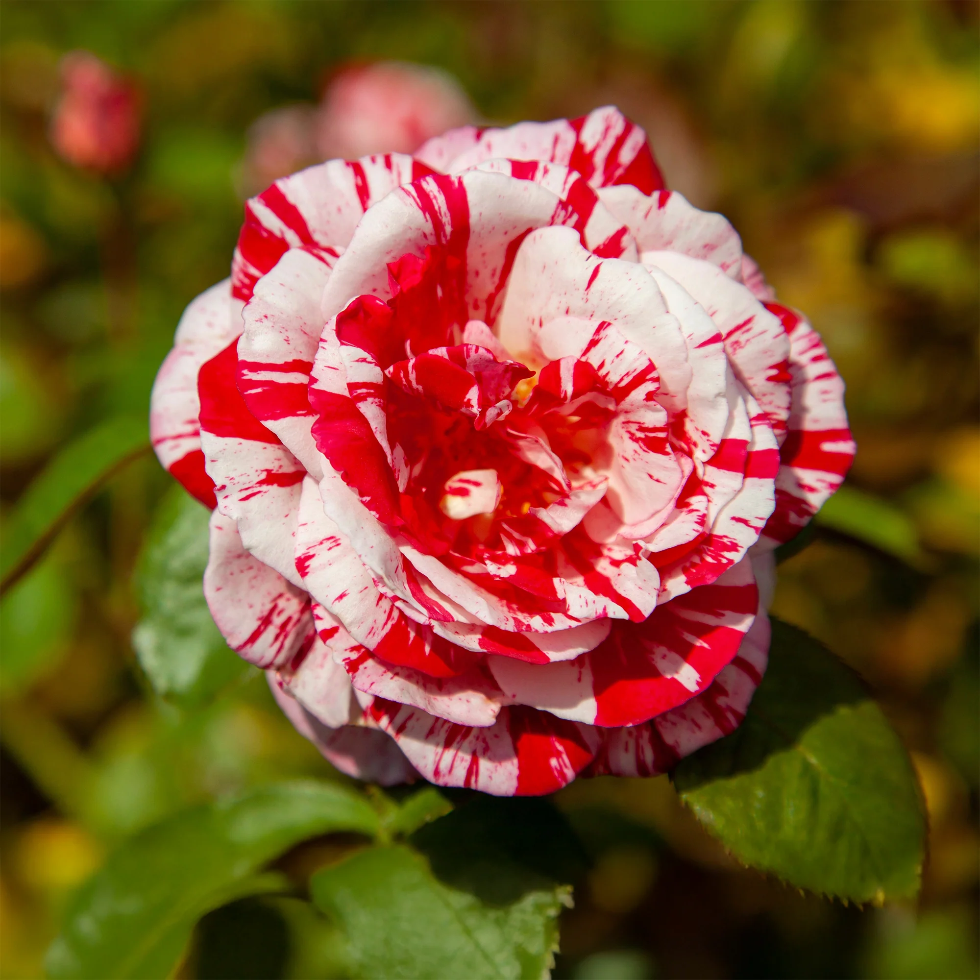 Miniature 3