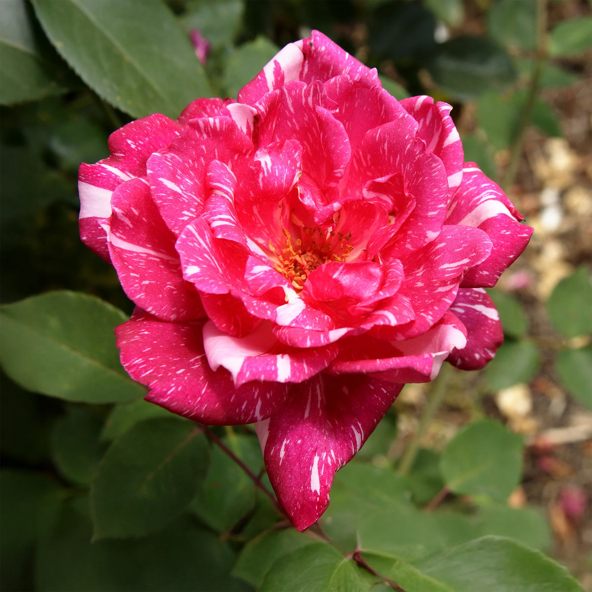 Miniature 4