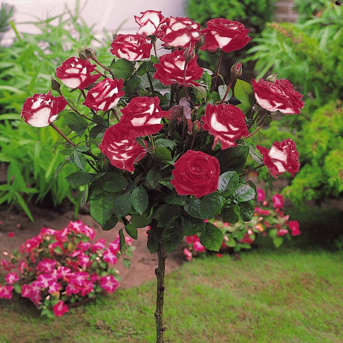 Miniature 2