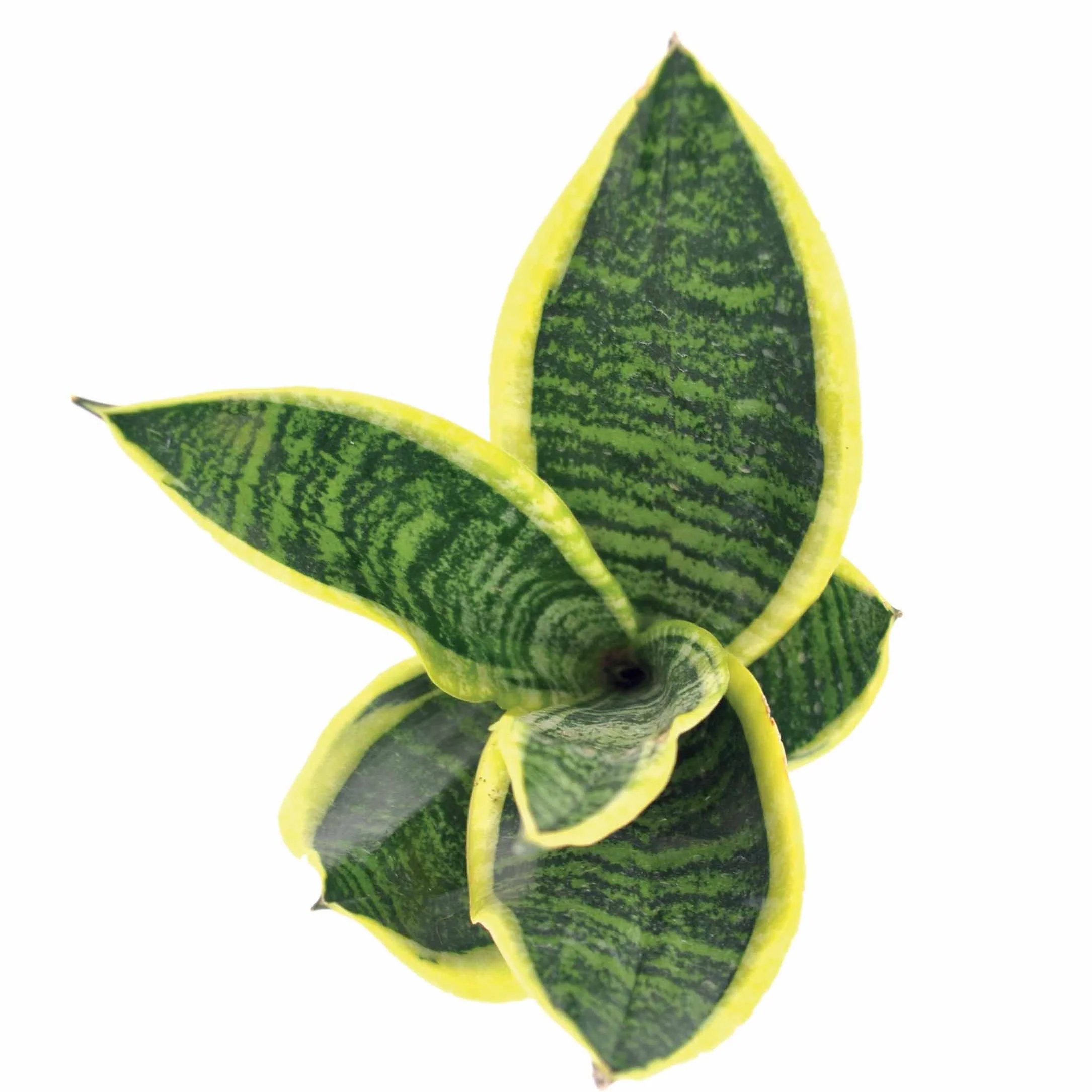 Miniature 6