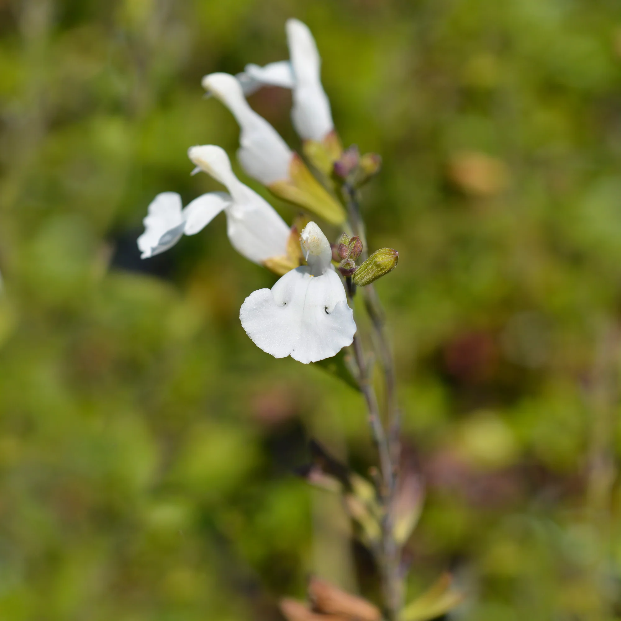 Miniature 2