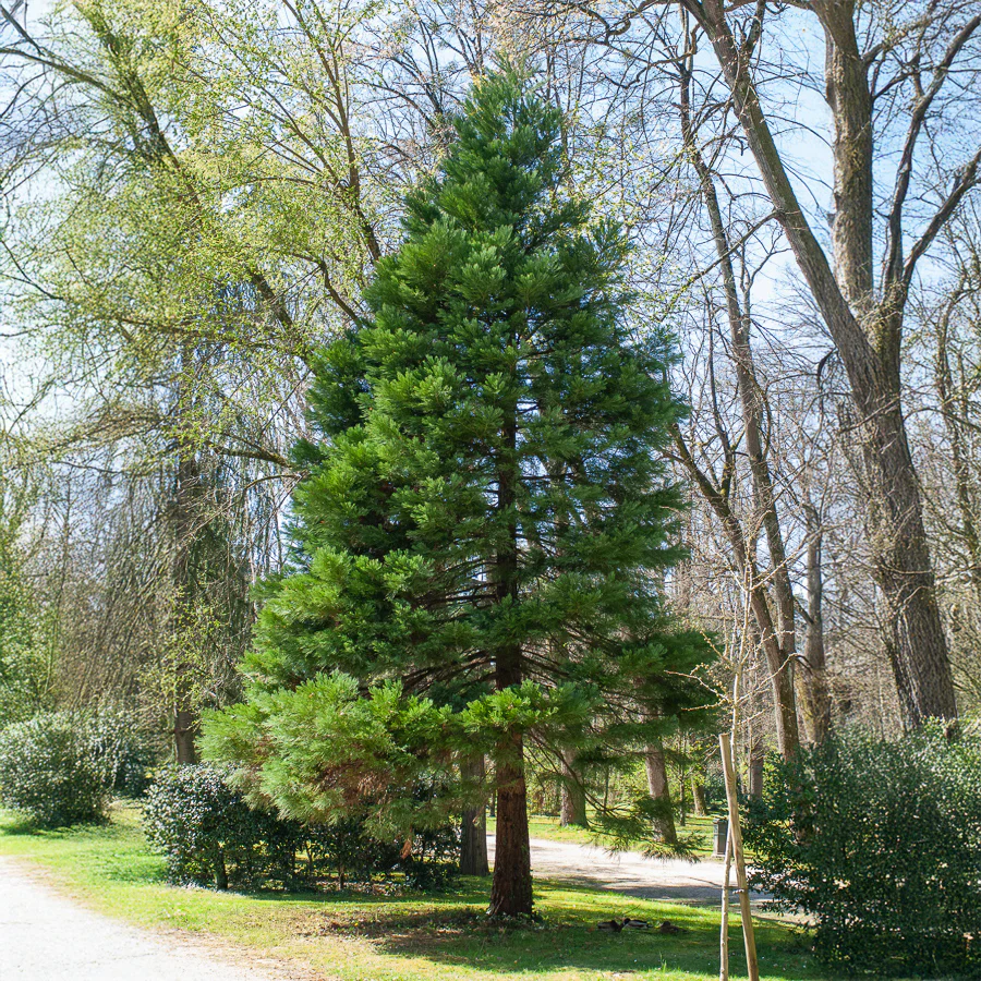 Miniature 3
