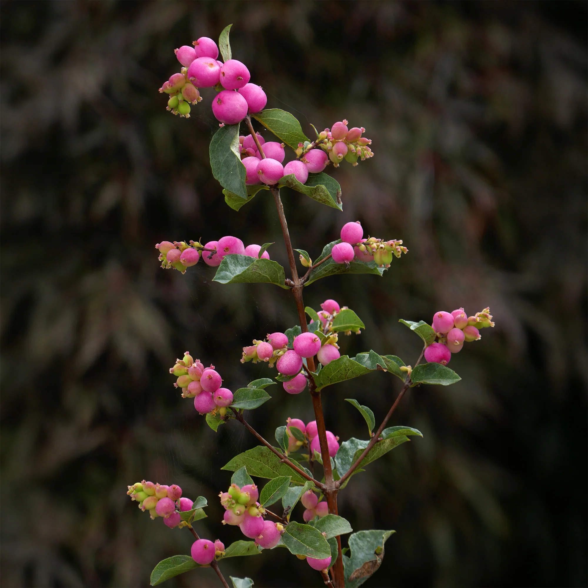 Miniature 3