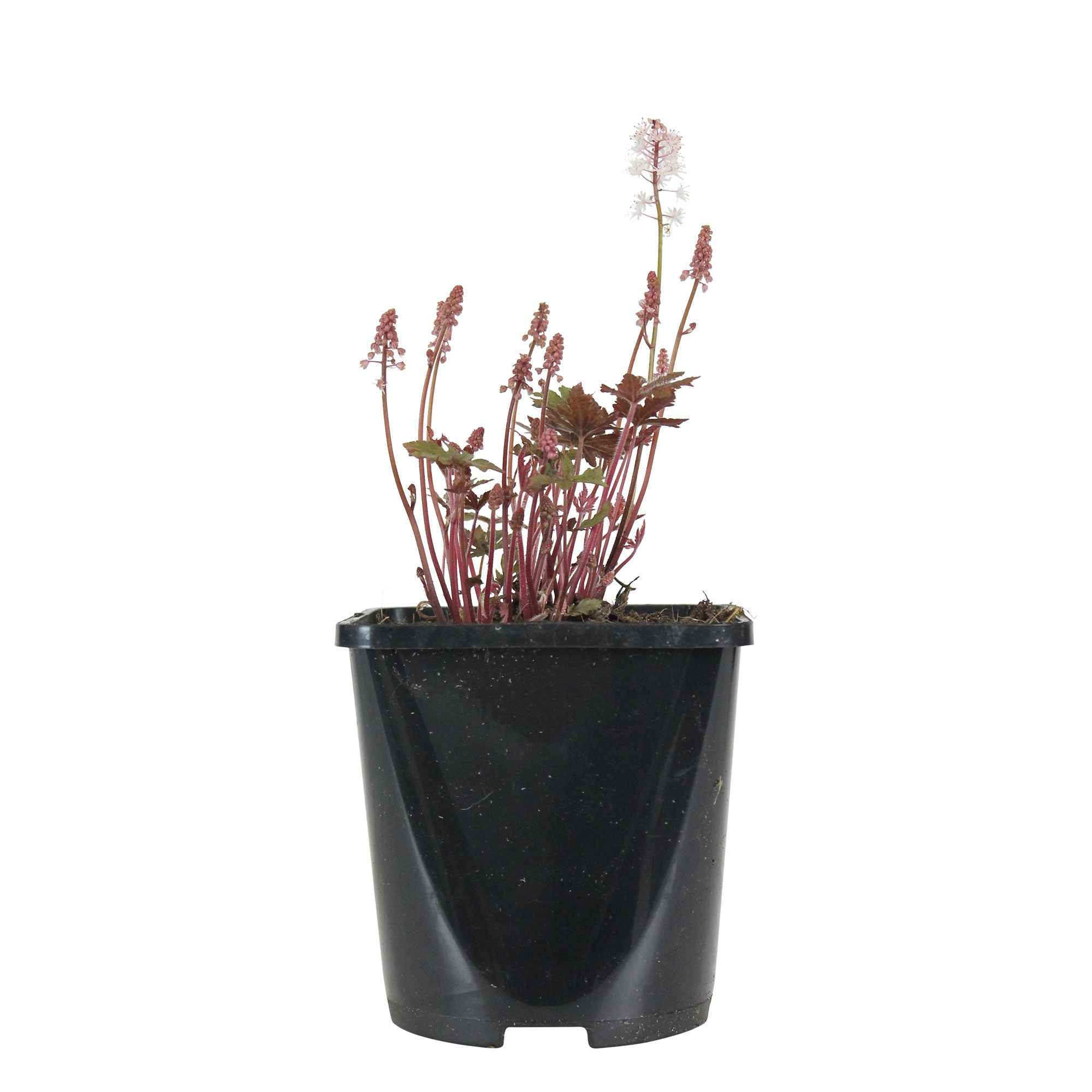 Miniature 3