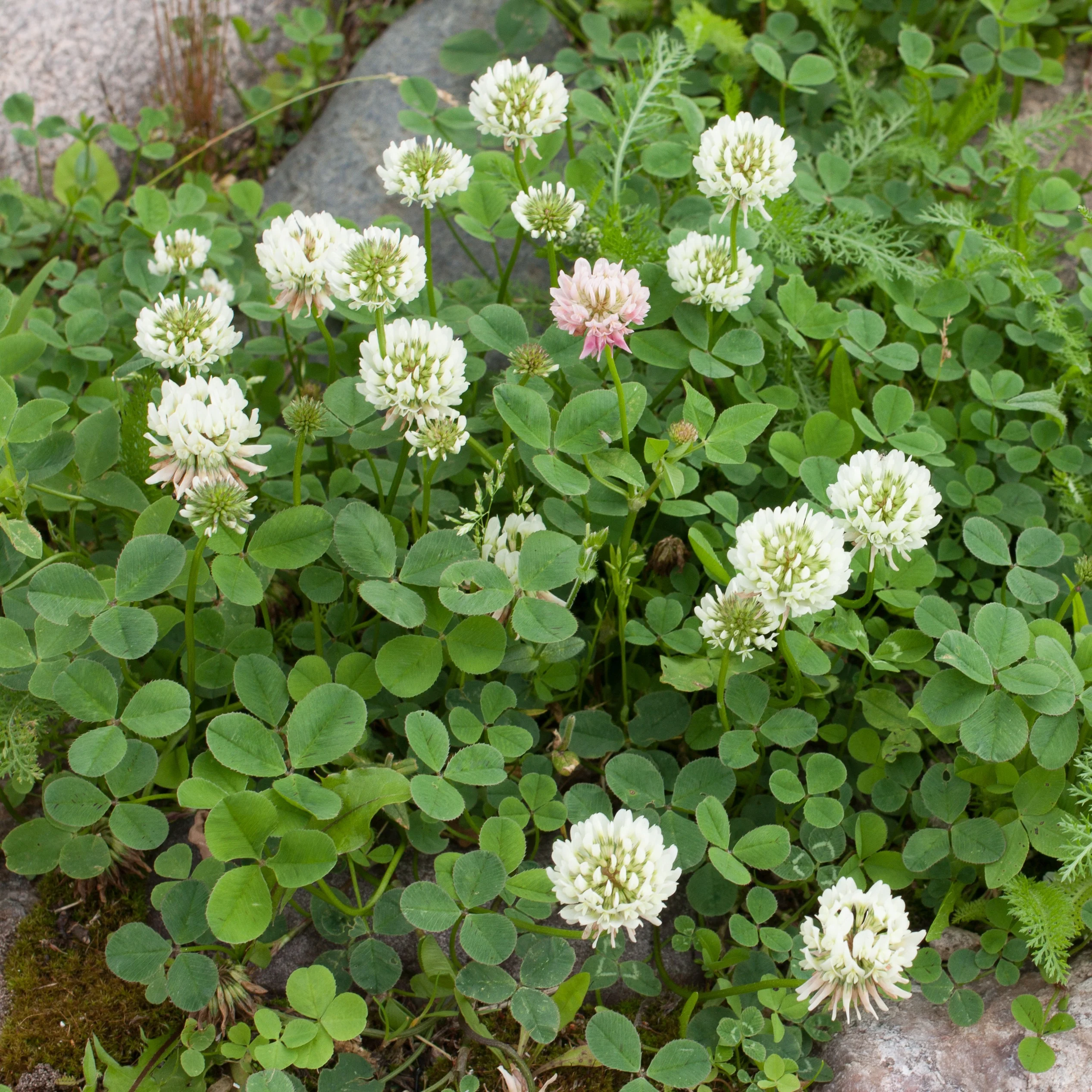 Miniature 3