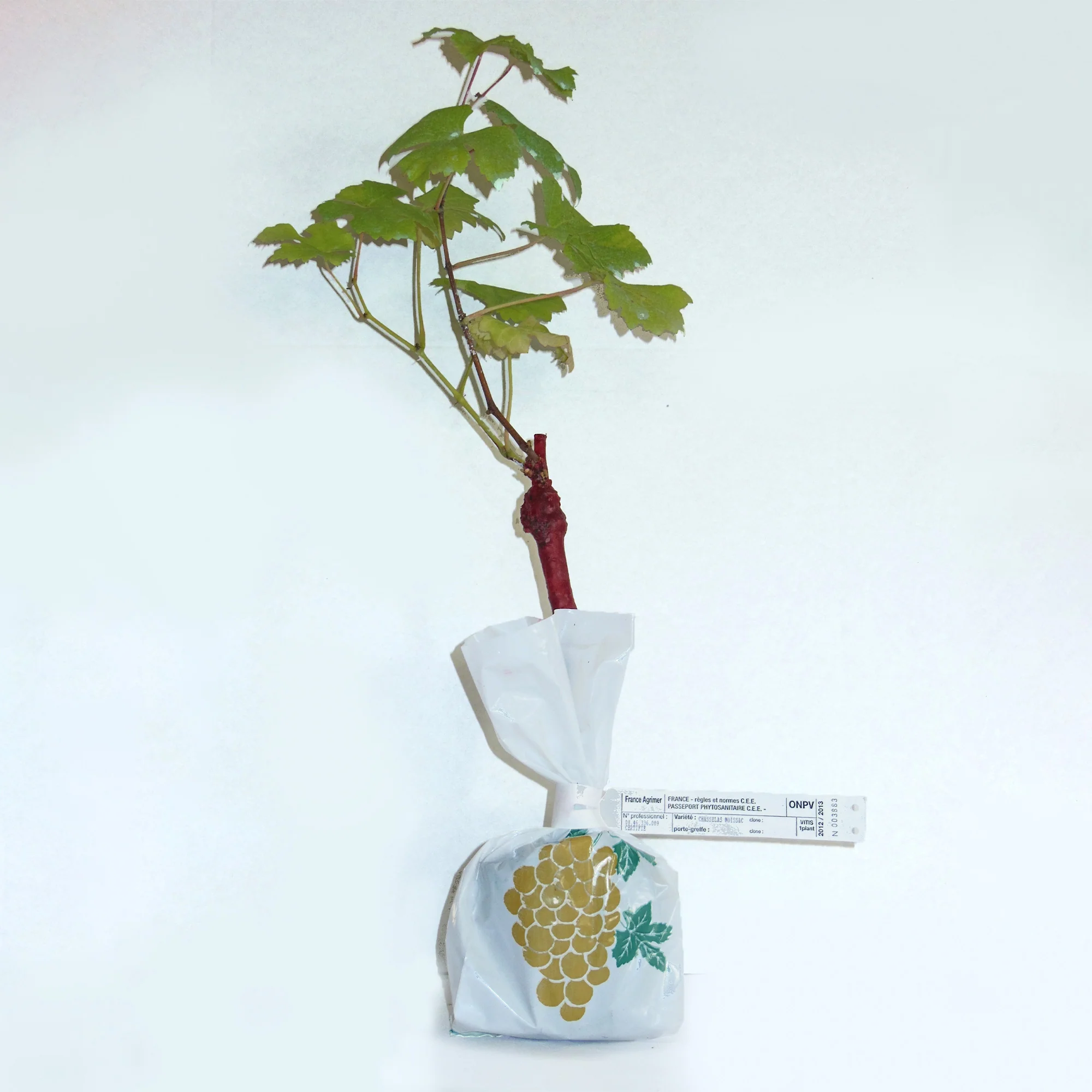 Miniature 4